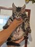 femmina-maine-coon-marina-lab-gattina