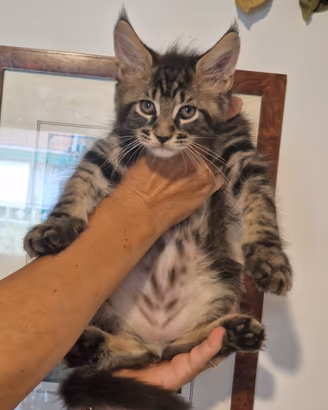 Femmina Maine Coon Marina Lab Gattina