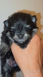 Pomerania toy Spitz tedesco nano pedigree