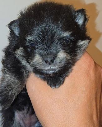 Pomerania toy Spitz tedesco nano pedigree