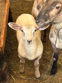 Texel X (suffolk/charollaise)