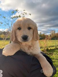 Cuccioli di golden Retriever