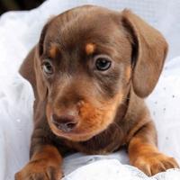 Cuccioli bassotti cioco e isabella maschi femmine