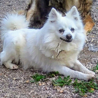 Rudy volpino abbandonato