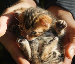 Cuccioli Gatto Bengala purissimi