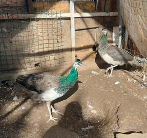 Coppia di pavoni di un anno