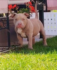 Cuccioli american bully pocket