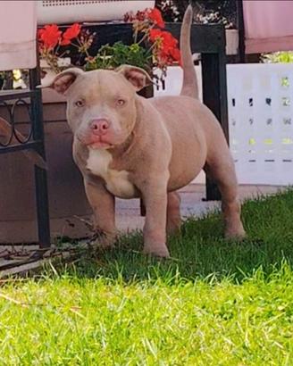 Cuccioli american bully pocket