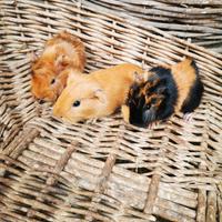 Cavie peruviane /porcellini dindia