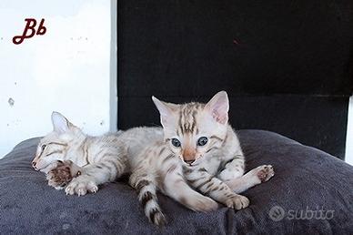 Disponibili cuccioli di Bengala di alta genealogia