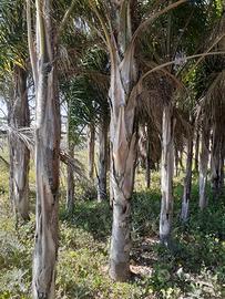 palme Washington e cocus e dracene 
