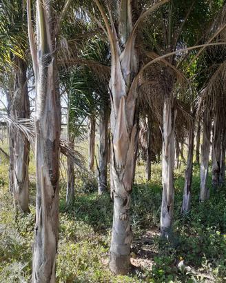 palme Washington e cocus e dracene 