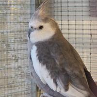 Pappagalli allevati a mano da interazione