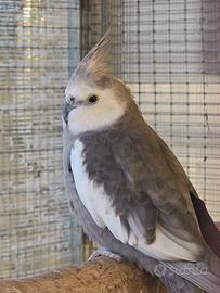 Pappagalli allevati a mano da interazione