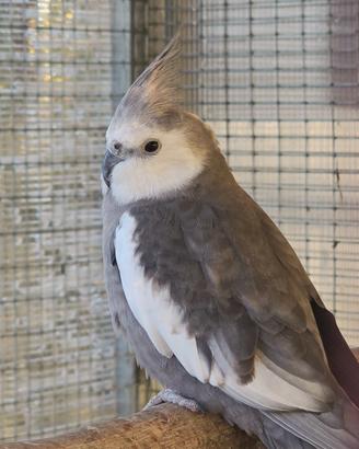 Pappagalli allevati a mano da interazione