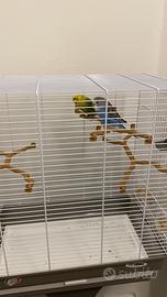 Uccellini tranquilli