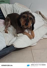 Cane maschio spike 4 anni