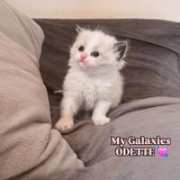 Cucciola Ragdoll con pedigree