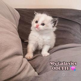 Cucciola Ragdoll con pedigree