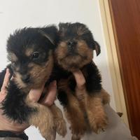 Cucciolo Yorkshire