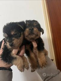 Cucciolo Yorkshire