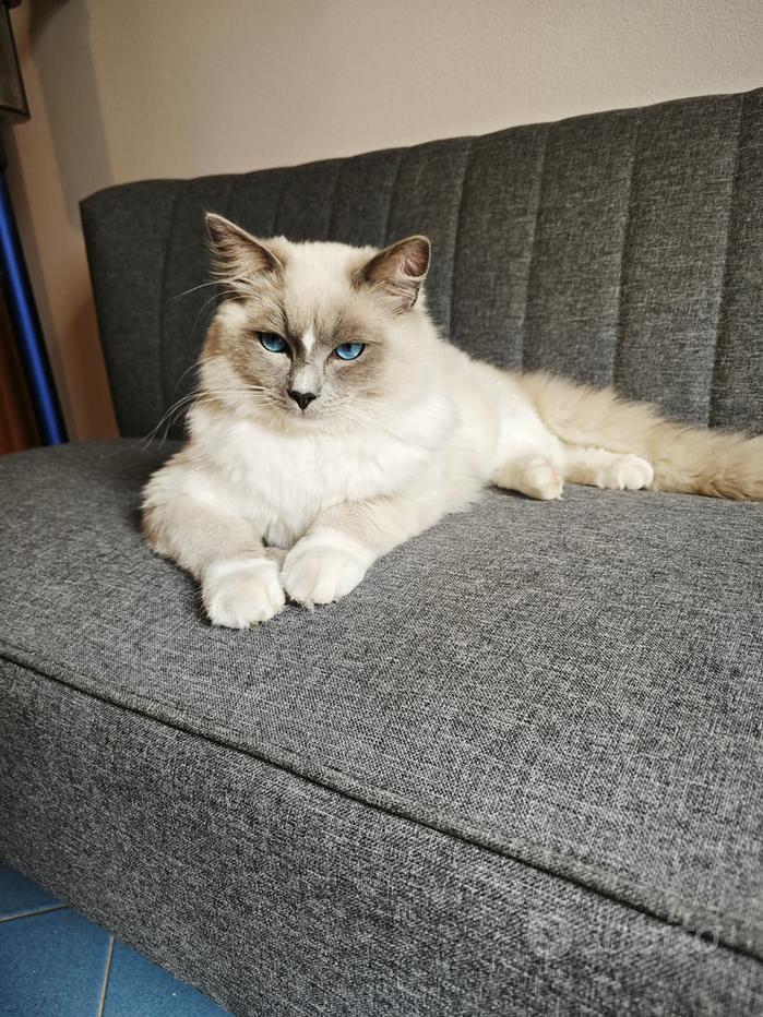 Royal Canin Cibo Secco per Gatti Adulti Ragdoll - 10000 gr