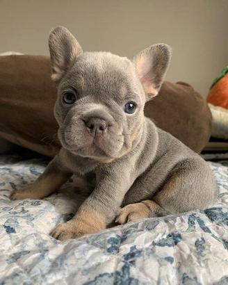BULLDOG FRANCESE PUPPY BLU - FRENCH BOULEDOGUE blu
