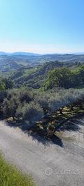Terreno con uliveto e pozzo