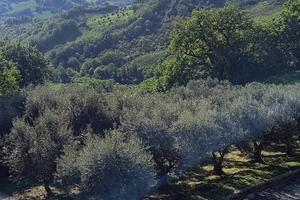 Terreno con uliveto e pozzo