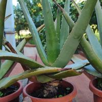Aloe Vera