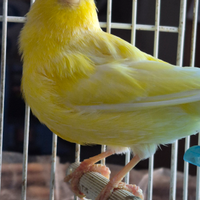 Canarino con gabbietta e accessori