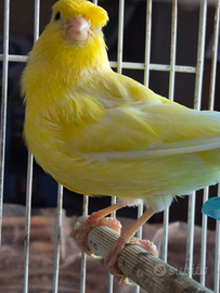 Canarino con gabbietta e accessori