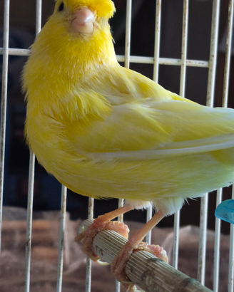 Canarino con gabbietta e accessori