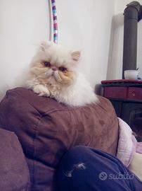 Gatto persiano ipertipico