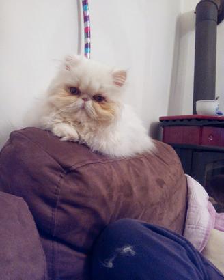 Gatto persiano ipertipico