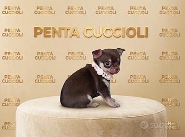 CHIHUAHUA TOY CUCCIOLI CIOCCOLATO - pag rateale