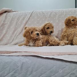 Cuccioli di maltipoo