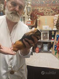 Cavia Abissina