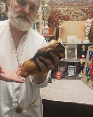 Cavia Abissina