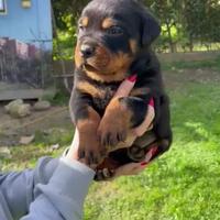 Rottweiler Cuccioli