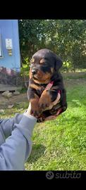 Rottweiler Cuccioli