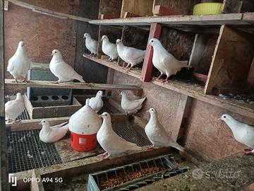 Piccioni colombi california bianchi