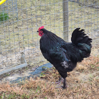 Gallo giovane