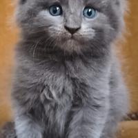 Cuccioli di Maine Coon