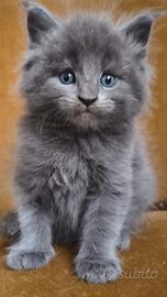 Cuccioli di Maine Coon