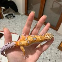 Geco leopardino