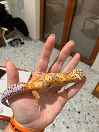 Geco leopardino