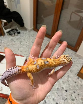 Geco leopardino