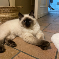 Ragdoll femmina per accoppiamento