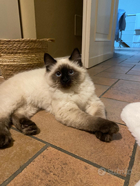 Ragdoll femmina per accoppiamento